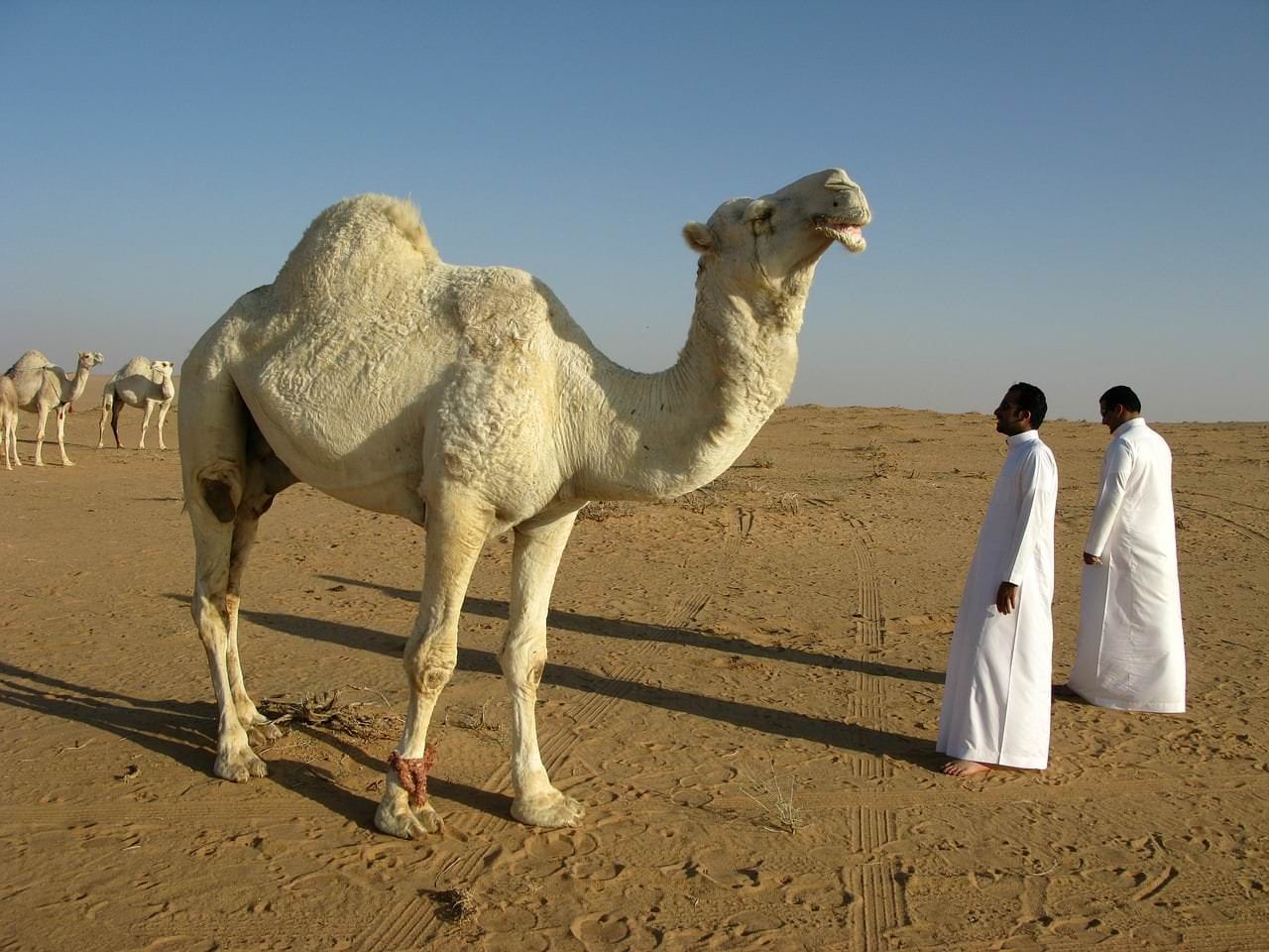 Unterschied Kamel und Dromedar