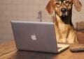 Blogs für Hundebesitzer