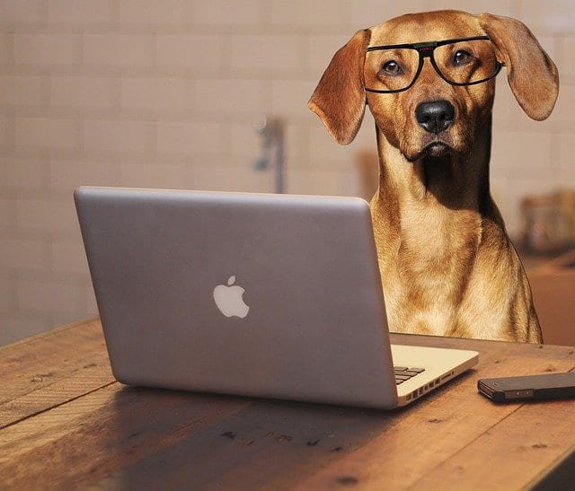 Blogs für Hundebesitzer