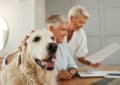 Hundehaftpflichtversicherung finden