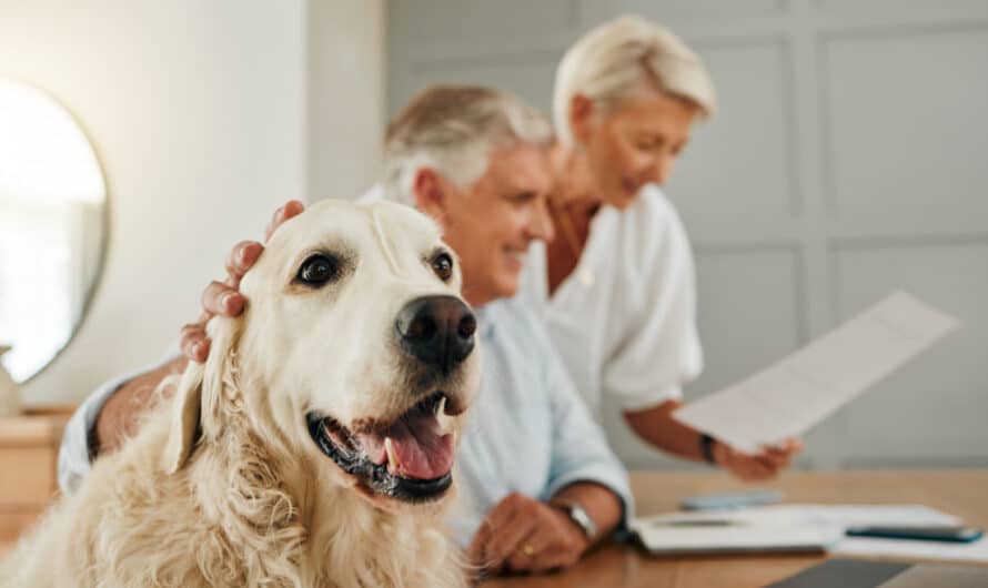 Hundehaftpflichtversicherung abschließen: Vorteile für Hundehalter und Vierbeiner