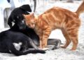 Tierkrankenversicherung für Hunde und Katzen